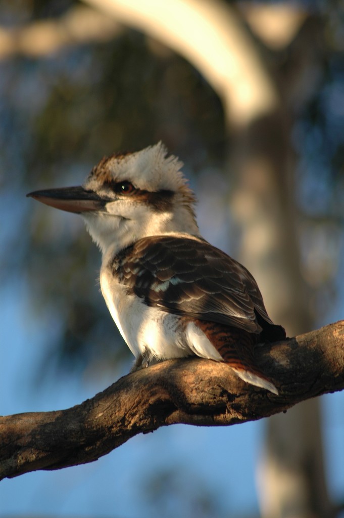Kookaburra